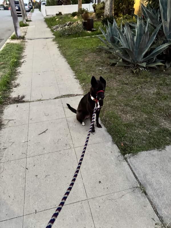 A picture of a black dog named Bowie sitting, taken on December 3 2025 at 6:18 am